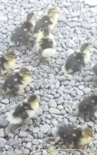 بچه اردک اسرائلی
