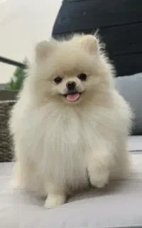 poomrani with