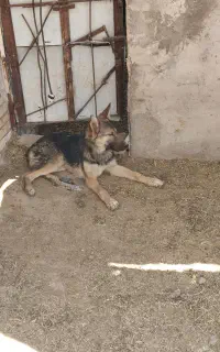 توله سگ ژرمن