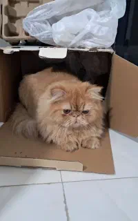 واگذاری گربه پرشین