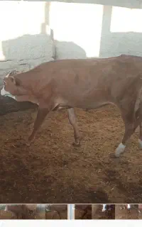 فروش گاو یا گوساله ماده سمینتال