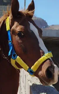 فروش کره 4 ساله 6 دنگ قیمت مناسب