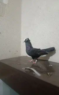 کفتر