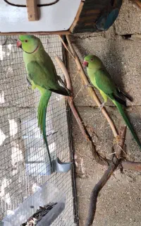 طوطی
