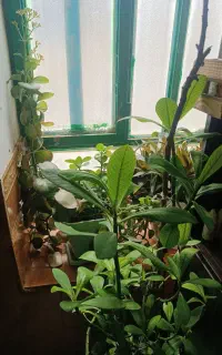 گل های طبیعی و زیبا و با رسیدگی روزانه