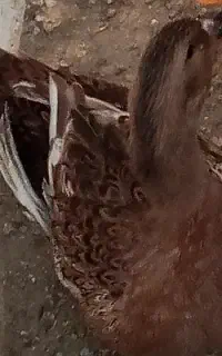 اردک معاوضه با کفتر