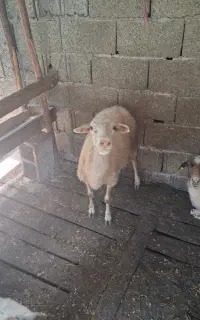 گوسفند ماده چاق وچله