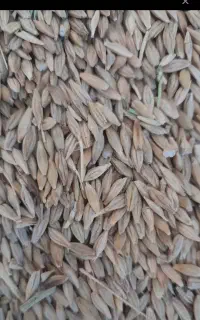 جومحلی بش