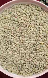 عدس پاک شده امسال