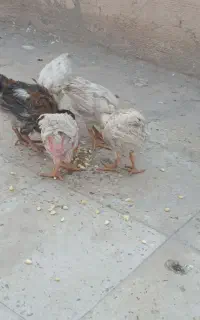 ۵ عدد خروس نوجوان