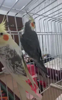 عروس هلندی نر و ماده