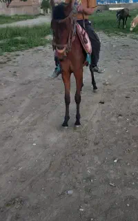 کره ی ۱سال فروشیه