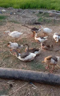 غازسالم