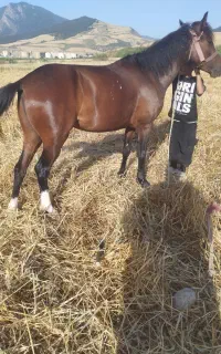 اسب مادیان