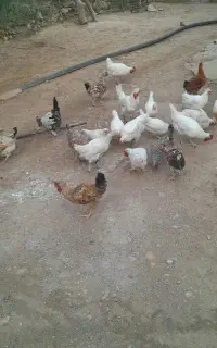 مرغ جوان محلی