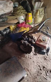 یونجه چین ژاپنی