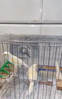 جفت قناری نرو ماده