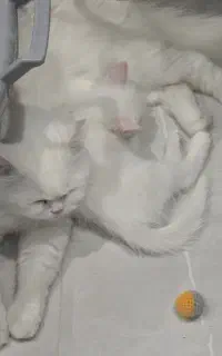 بچه گربه پرشین سفید