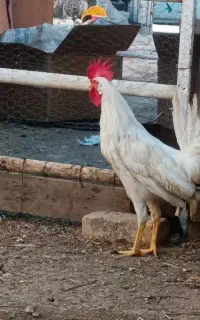 خروس