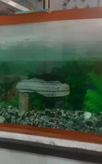 آکواریوم ۶ میل