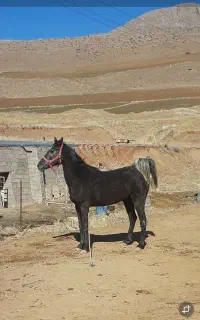 اسب