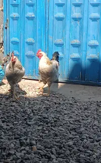 ۲عدد خروس محلی