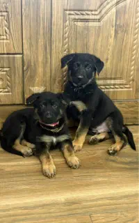 ۳ قلاده توله ژرمن شپرد ورکلاین پدر شجره دار