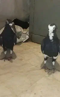 کبوتر پلنگ سیاه