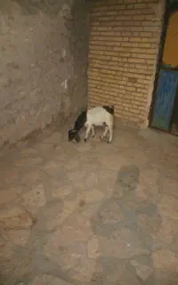 بزغاله نر