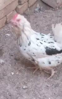 مرغ وخروس گلی