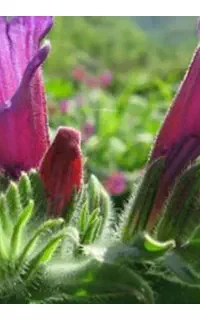 دوره آموزشی  گیاهان دارویی وسبک زندگی سالم
