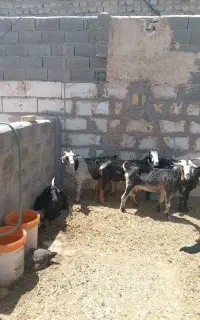 بز و کره