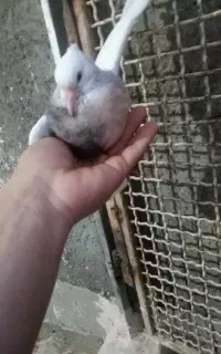 جوجه طوقی گمشده
