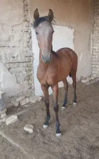 مادیون
