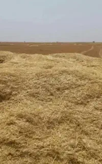 کاه