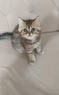 گربه