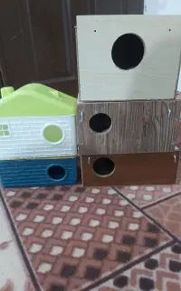 لونه پرنده مرغ عشق عروس هلندی