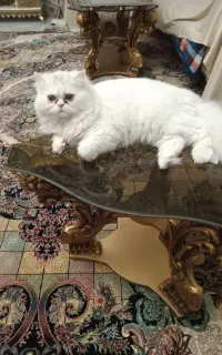 واگذاری گربه