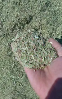 خارشتری