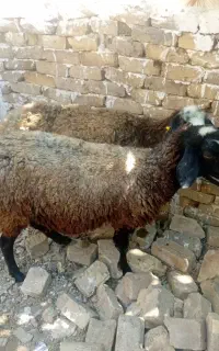 میش شالی