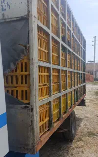 ایویکو مرغی