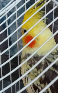 عروس هلندی