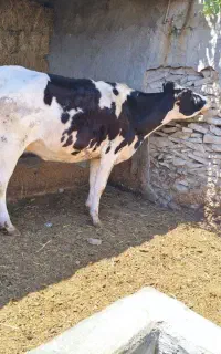 گاوشیری