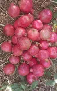 انار