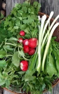 نیروی کار در سبزیجات