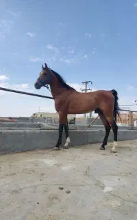 ۱۲ راس اسب پالانی خوش قیمت