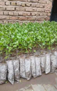 نهال پسته امسالی. ۱۷یک ساله خوب