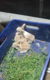 5 عدد خرگوش