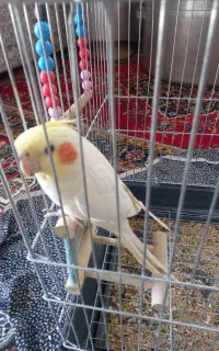 لوتینو سخنگو با قفس۱۰۳۲