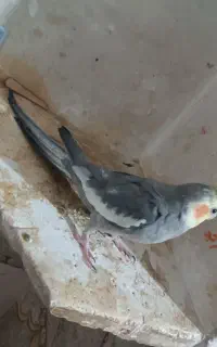 عروس هلندی نر سخنگو